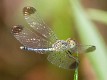 Diplacodes nebulosa immature male-